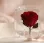 Eternal Rose Meaning: What Does the Gift Really Say?