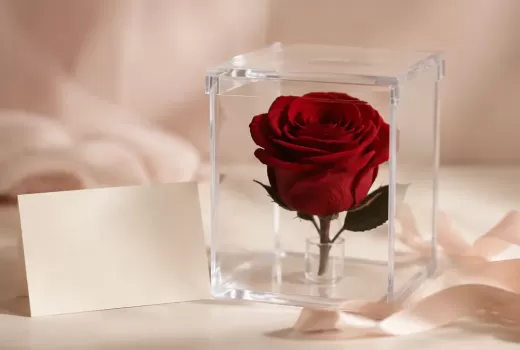 Eternal Rose Meaning: What Does the Gift Really Say?