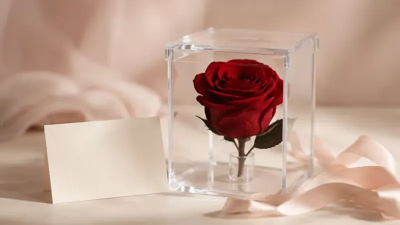 Eternal Rose Meaning: What Does the Gift Really Say?