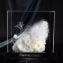 Eternal White Swan Roses in Acrylic Box - Handcrafted Floral Gift Collection Eternal White Swan Roses in Acrylic Box - Handcrafted Floral Gift Collection